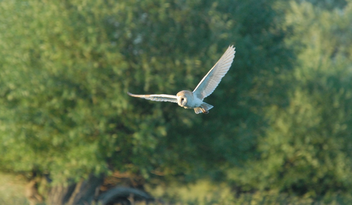 Barn Owl flying